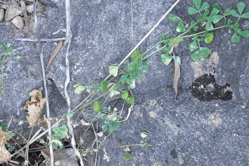 Medicago orbicularis